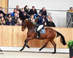 Springpferd Chamane (Hannoveraner, 2014, von Chaman)