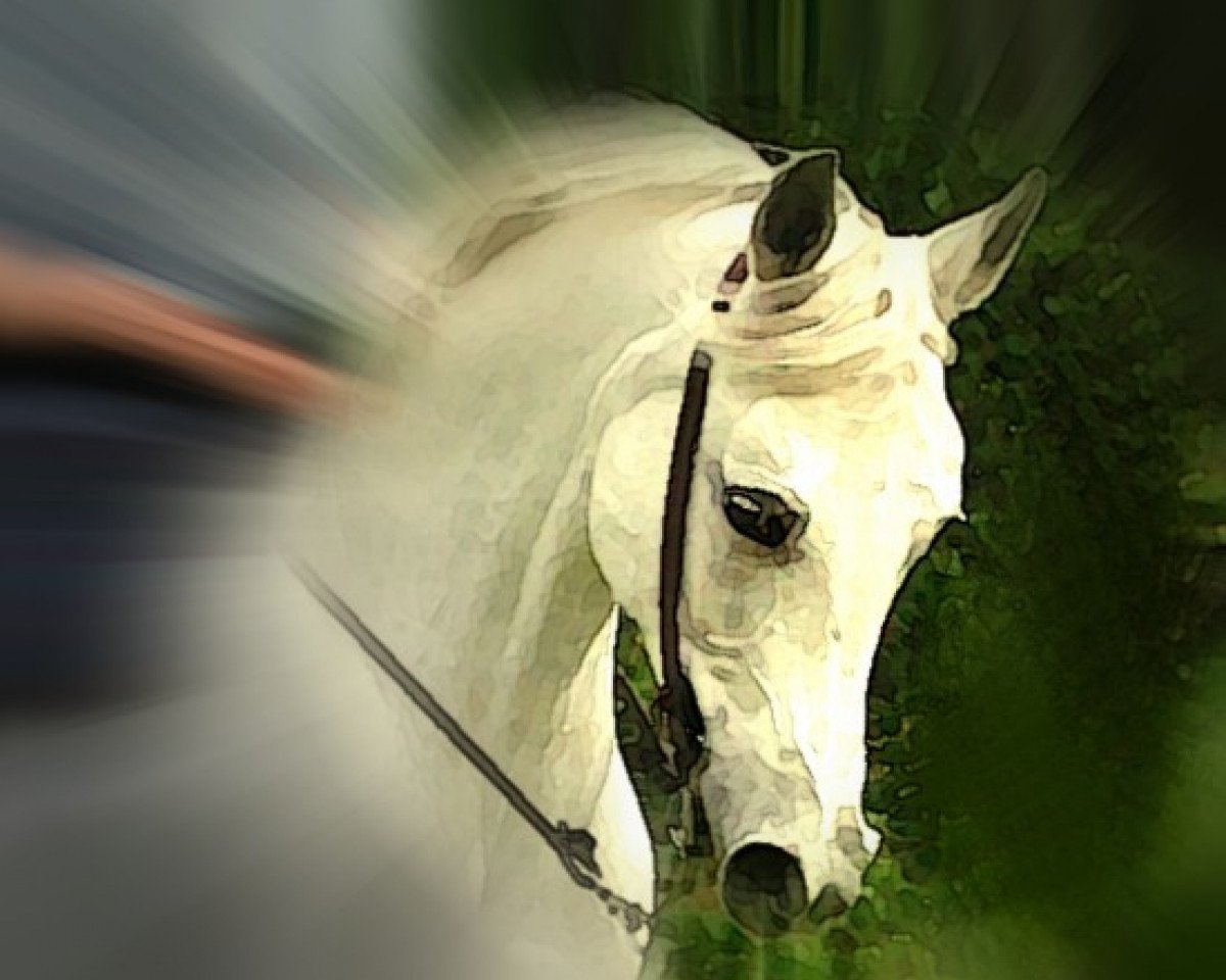 broodmare Natascha ox (Arabian purebred, 1980, from Ahmal ox)