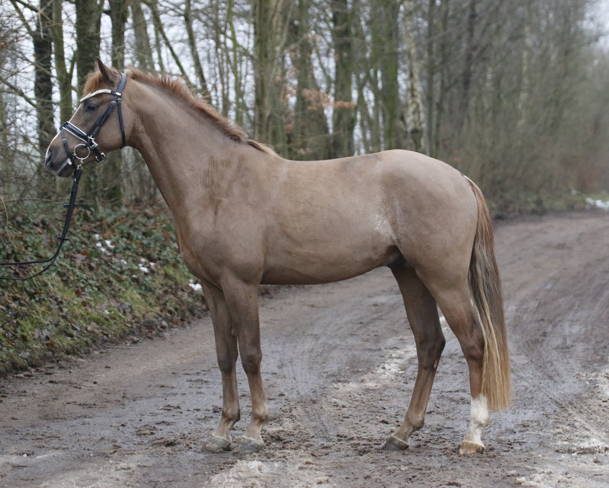Dressurpferd Petit Dust of Gold (Deutsches Reitpony, 2015, von Tackmann's Donut)