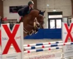 jumper Lachacco (Hanoverian, 2014, from Hh Copin van de Broy)