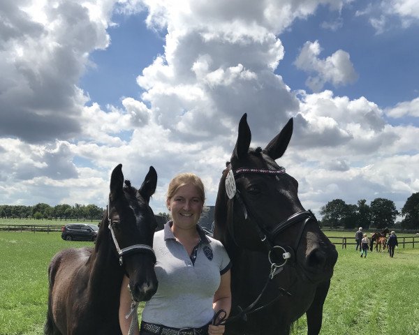 Springpferd Hallo i bims ein Kämpferherz DH (Westfale, 2020, von HICKSTEAD WHITE)