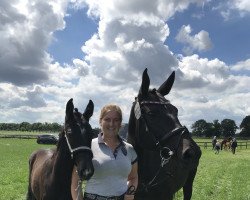 Springpferd Hallo i bims ein Kämpferherz DH (Westfale, 2020, von Hickstead White)