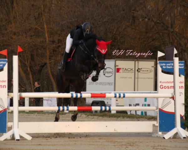 broodmare Quibelle 18 (Hanoverian, 2009, from Quintender 2)