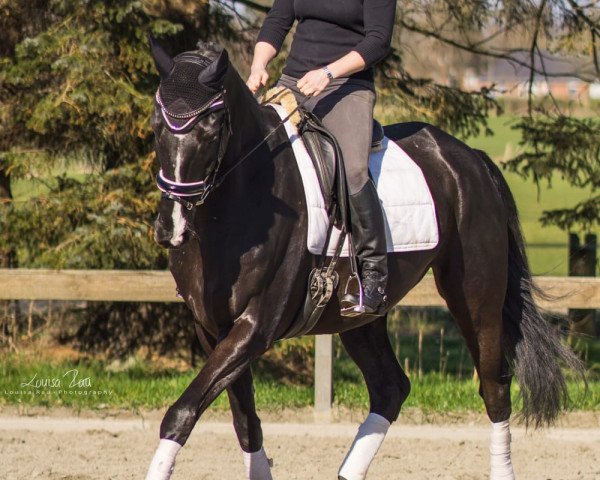 dressage horse Lorenzo 380 (Danish Warmblood, 2007, from Londonderry)