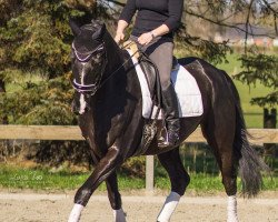 dressage horse Lorenzo 380 (Danish Warmblood, 2007, from Londonderry)