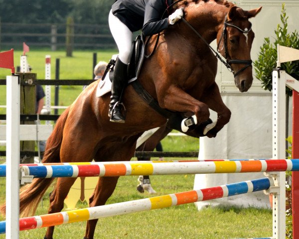 dressage horse Valentino 359 (Westphalian, 2011, from Vitalis)