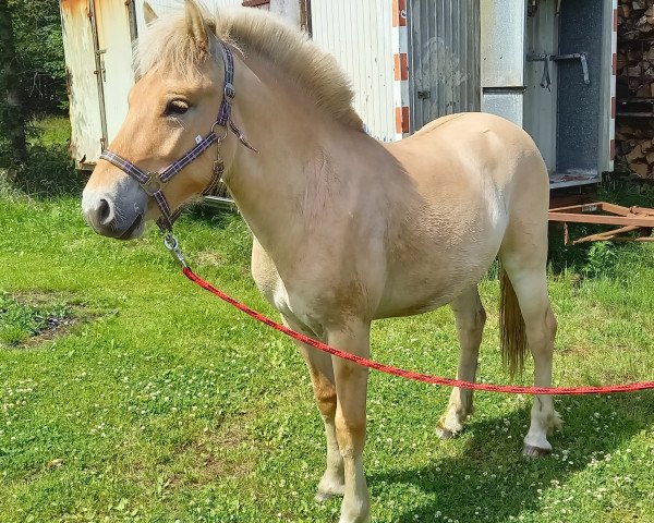 Pferd Heinrich von Hofdreilinden (Fjordpferd, 2019, von Haugguten) Pferd Heinrich von Hofdreilinden (Fjordpferd, 2019, von Haugguten)
