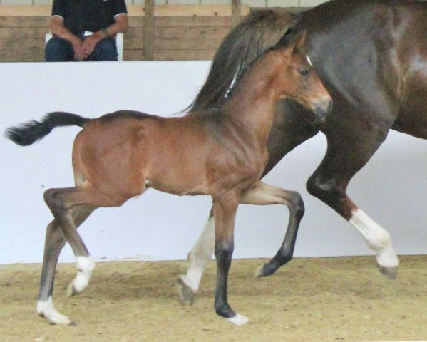 horse Flamenca (Westphalian, 2017, from Fürst Wilhelm)