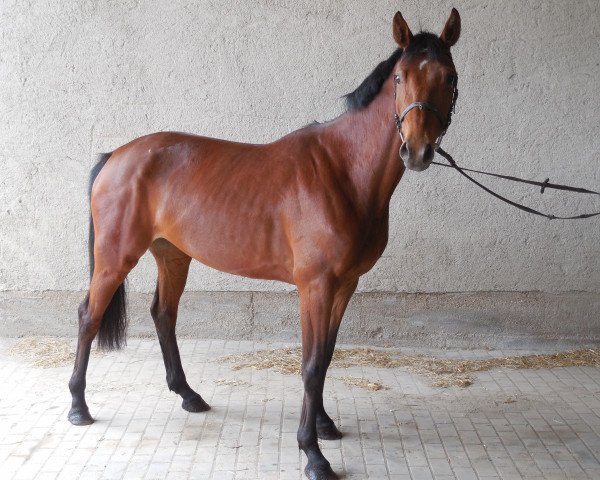 Cavallo Never No (Renano, 2011, di Newton)