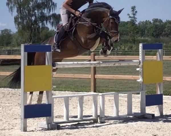 Koń skokowy Call Me Best Boy (Niemiecki Koń Sportowy, 2014, od Canabis Z)