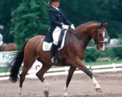 Dressurpferd Corano 12 (Deutsches Reitpferd, 1999, von Canino de Lobo)