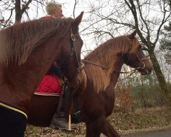 dressage horse Sultan CXII (Pura Raza Espanola (PRE), 2011, from Cherry I)