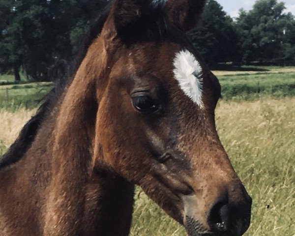 Pferd Hengst von Goldball / Chin Champ (Holsteiner, 2020, von Goldball)