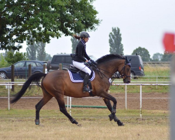 broodmare Questra-Maria (Mecklenburg, 2012, from Questro) broodmare Questra-Maria (Mecklenburg, 2012, from Questro)