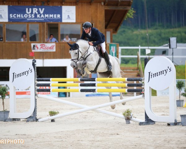 jumper First Casina S (Oldenburg show jumper, 2012, from Casino)