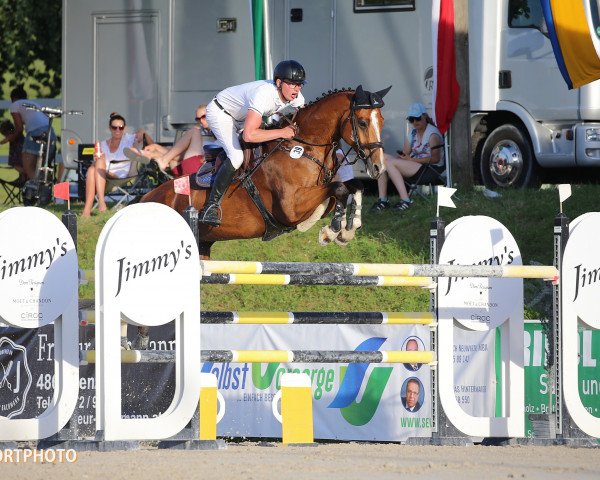 jumper DSP Corny Star (German Sport Horse, 2010, from Cornet's Stern)