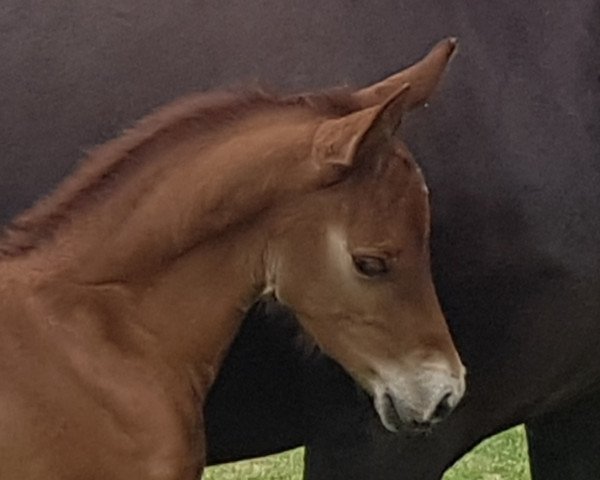 Pferd Hengst von Glückspilz WF / Oosteinds Ricky (Deutsches Reitpony, 2020, von Gluckspilz Wf)