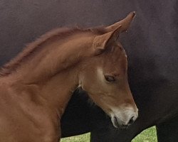horse Hengst von Glückspilz WF / Oosteinds Ricky (German Riding Pony, 2020, from Gluckspilz Wf)
