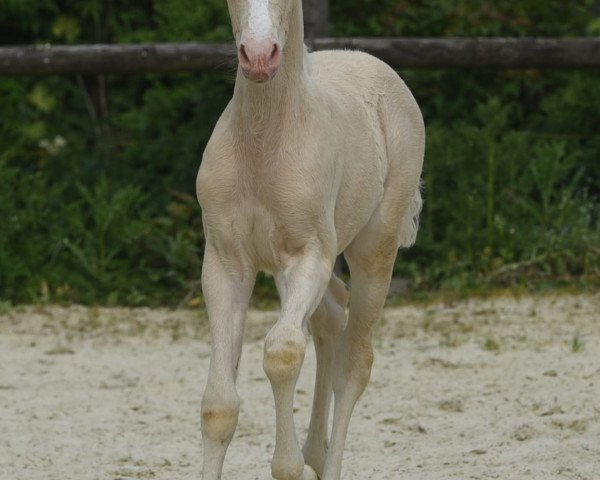 Pferd Hengst von Glückspilz WF / Top Christobell (Deutsches Reitpony, 2020, von Gluckspilz Wf)