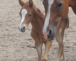 horse Stute von Glückspilz WF / Kaiserjaeger xx (German Riding Pony, 2020, from Gluckspilz Wf)