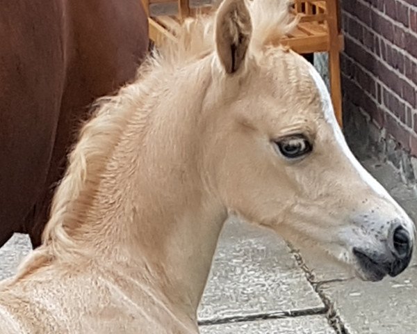 Pferd Nafina (Deutsches Reitpony, 2020, von Gluckspilz Wf)