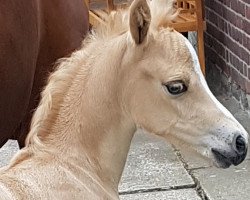 horse Nafina (German Riding Pony, 2020, from Gluckspilz Wf)