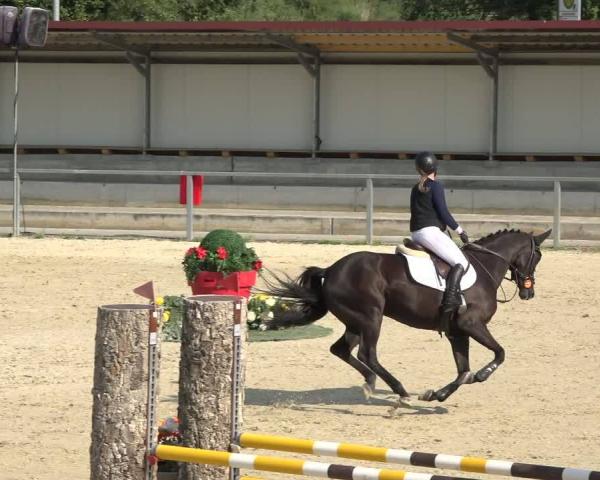 Concurso de Hipismo Ingolstadt-Hagau/Obb. 2026