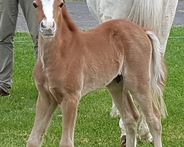 Pferd Hengst von Glückspilz WF / Mac Namara (Deutsches Reitpony, 2020, von Gluckspilz Wf)