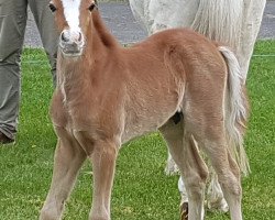 horse Hengst von Glückspilz WF / Mac Namara (German Riding Pony, 2020, from Gluckspilz Wf)