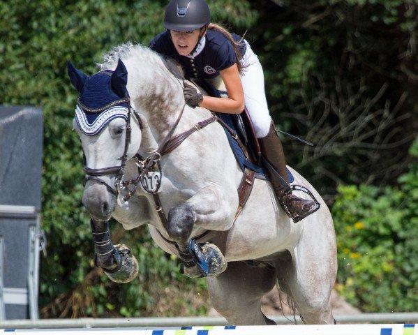 Springpferd Carballino (Holsteiner, 2006, von Cartani 4)