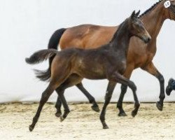 dressage horse Allvara Zfk CH (Swiss Warmblood, 2014, from All At Once)