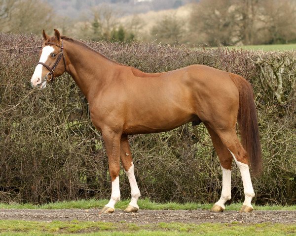 stallion Billy Um Bongo (anglo european sporthorse, 2007, from Billy Congo)