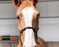 jumper Billy Roxanne (anglo european sporthorse, 2014, from Billy Um Bongo)