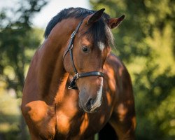 jumper Genua (KWPN (Royal Dutch Sporthorse), 2011, from Cantos)