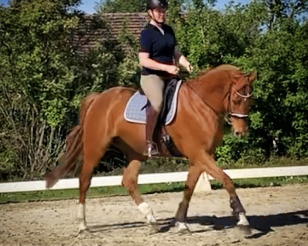 horse Penny Lane (Hanoverian, 2008, from Perigueux)
