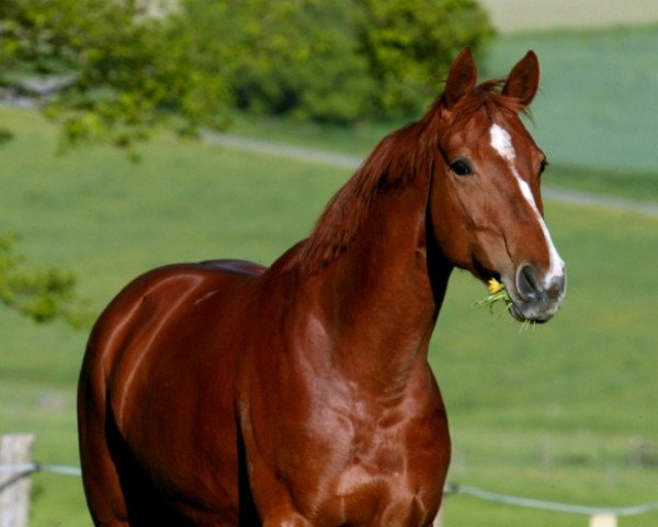 broodmare Lilly (Westphalian, 2003, from Leonetti)