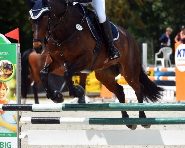 dressage horse Vasall 49 (Oldenburg, 2012, from Vulkano FRH)