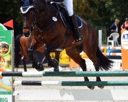 dressage horse Vasall 49 (Oldenburg, 2012, from Vulkano FRH)