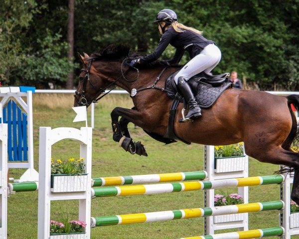 broodmare Londrina 4 (German Sport Horse, 2010, from Levistano) broodmare Londrina 4 (German Sport Horse, 2010, from Levistano)