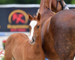 broodmare Lady Sunshine BW (Oldenburg show jumper, 2020, from Brantzau)