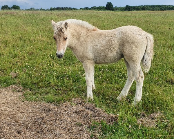broodmare Grand Coeur (Fjord Horse, 2020, from Haribo von Dreilinden)