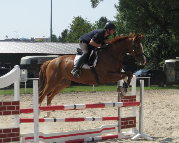 Drezurní kůň Flexan (Westfálský kůň, 2007, od Floresco Nrw)