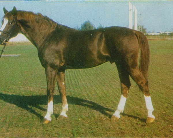 stallion Da Kapo (Brandenburg, 1977, from Direx 3257)
