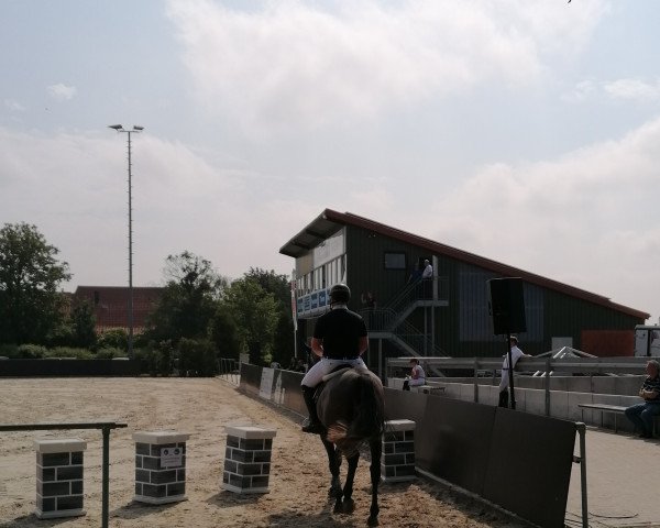 jumper Catch Me Corny (Hanoverian, 2015, from Crumble)