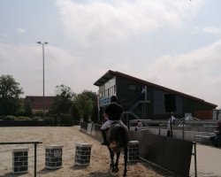 jumper Catch Me Corny (Hanoverian, 2015, from Crumble)