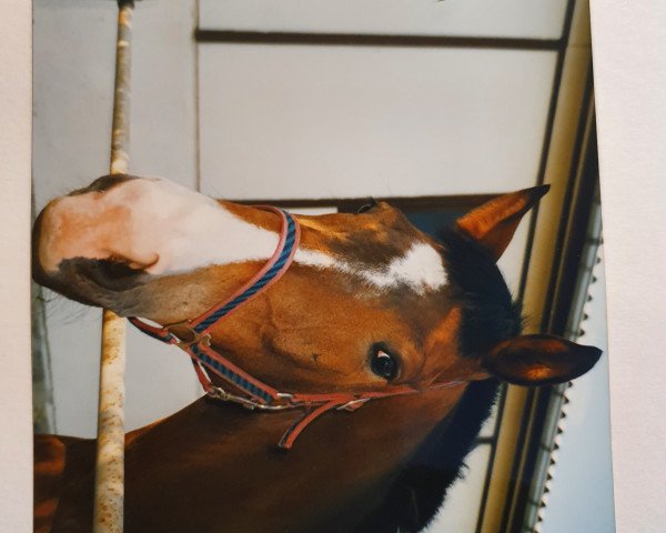 horse Lephat (Mecklenburg, 1988, from Landmann3463)
