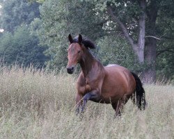 dressage horse Haasa Bim Bi von Hellör (Westphalian, 2009, from Rimskij-Korsakow)