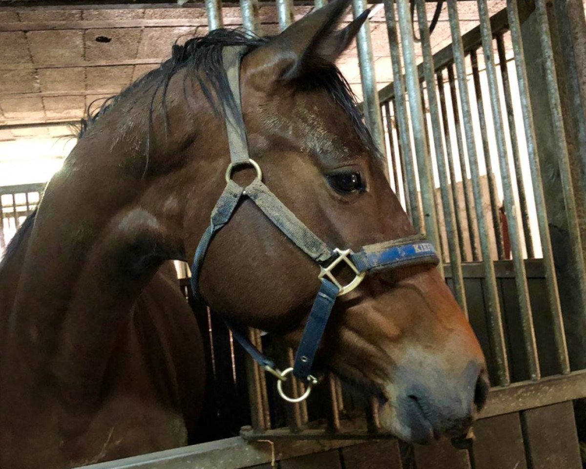 broodmare Intinta (Holsteiner, 2016, from Crunch 3)