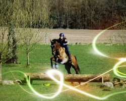 dressage horse Heini (Hanoverian, 2004, from His Highness DVH 850)