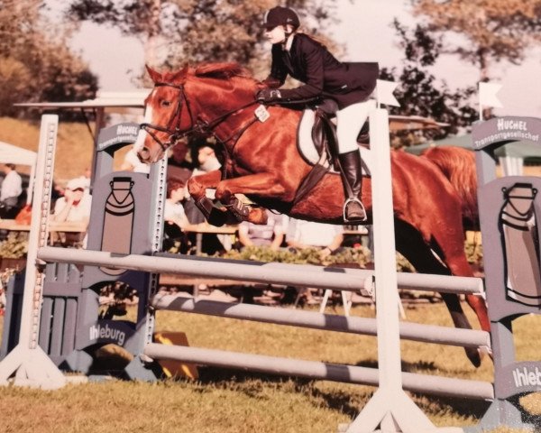 jumper Dingo 203 (Saxony-Anhaltiner, 1994, from Dino Dscherbo)